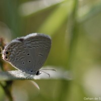 Euchrysops cnejus Fabricius, 1798